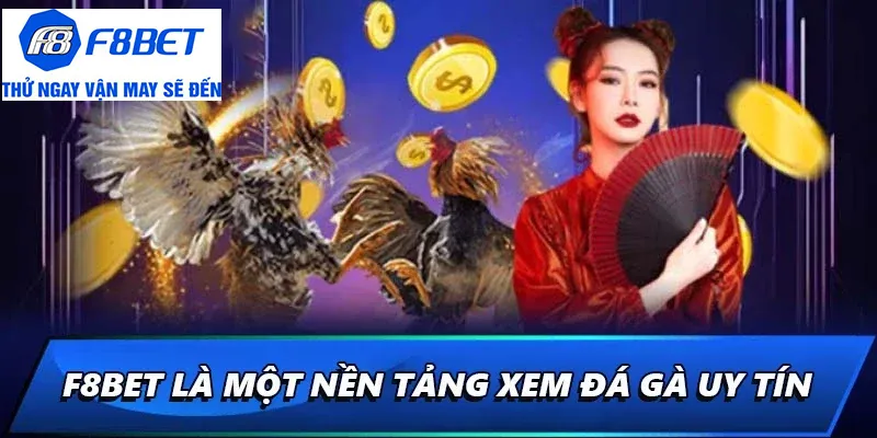 video đá gà f8bet uy tín
